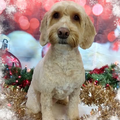 Cream cockapoo with a neat, freshly groomed coat