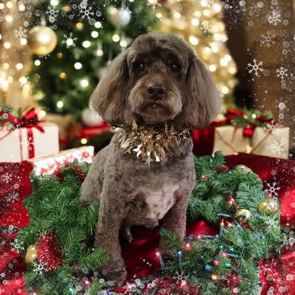 Grey poodle-mix with a soft, evenly groomed coat