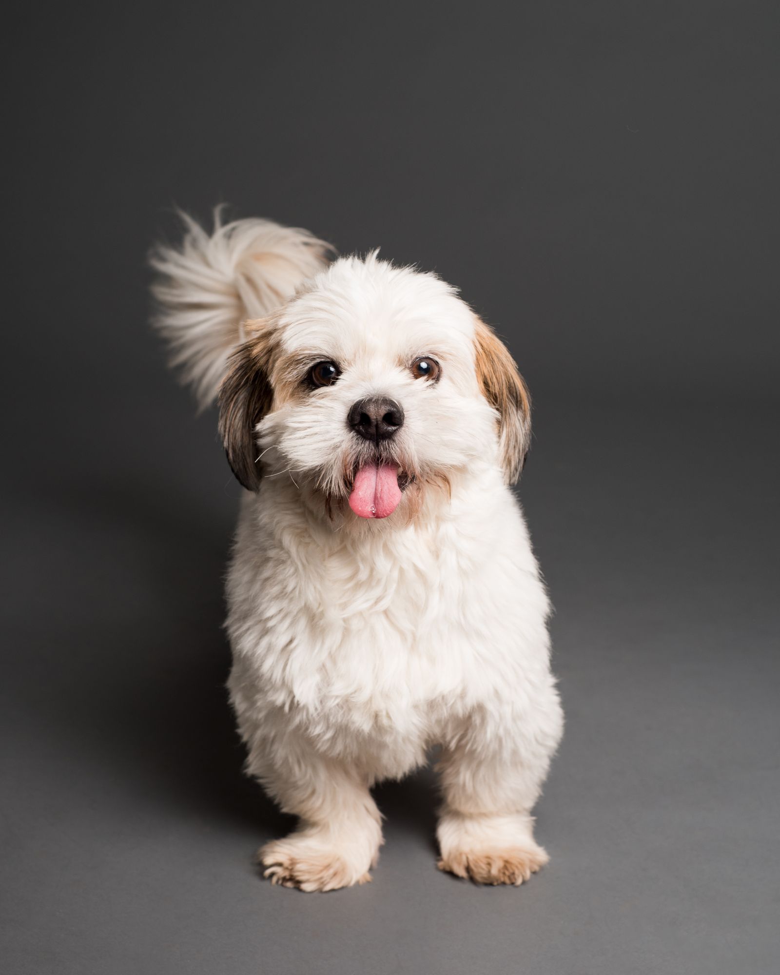 Fluffy white dog freshly groomed with tongue out