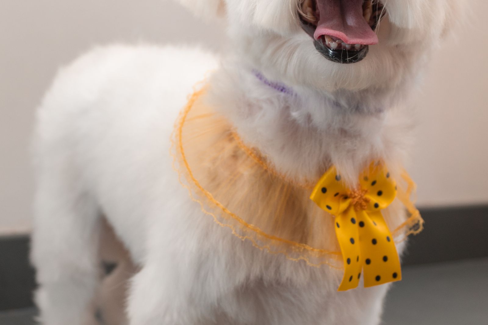 A freshly groomed dog finished with a bow