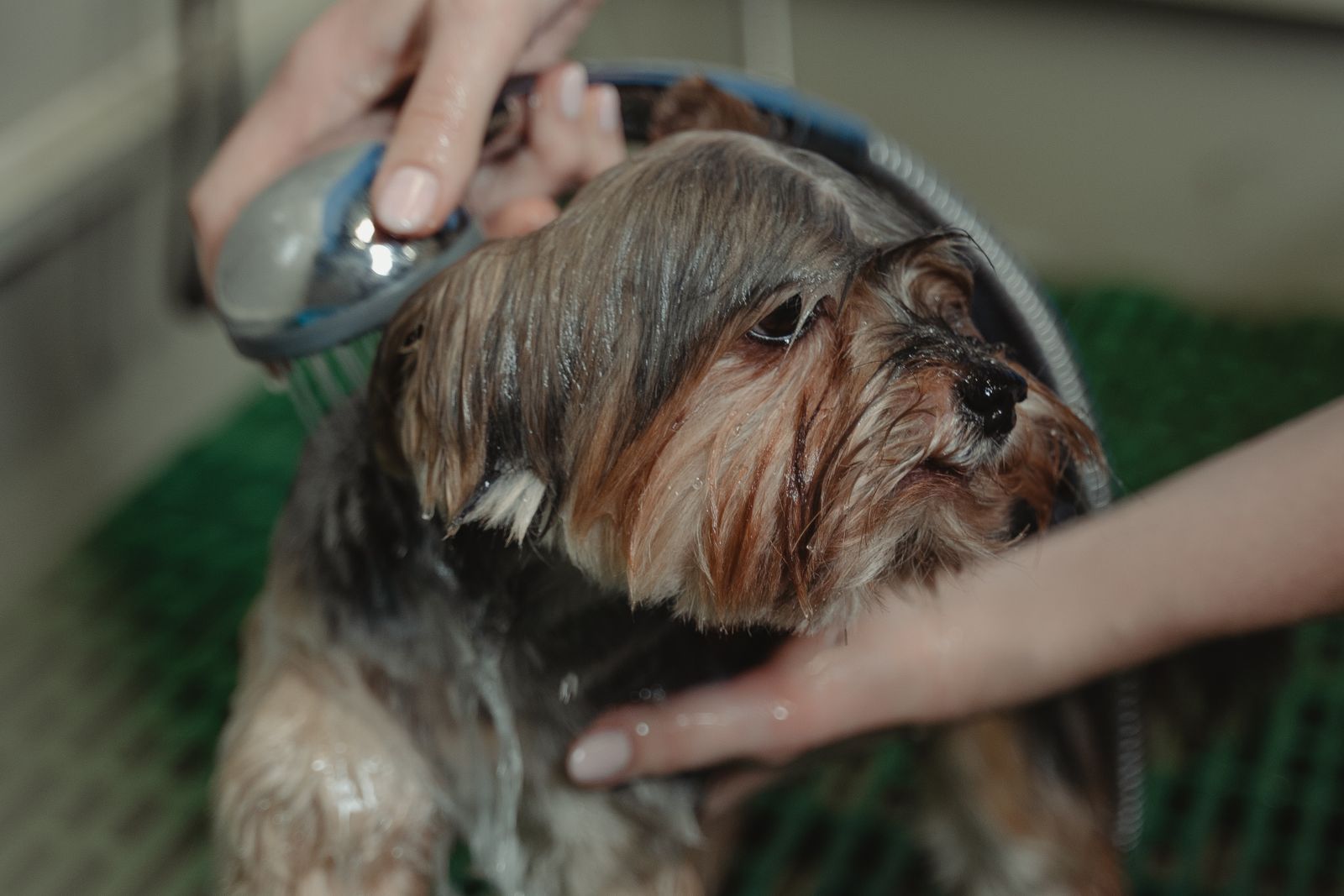 A small dog enjoying a warm bath and condition