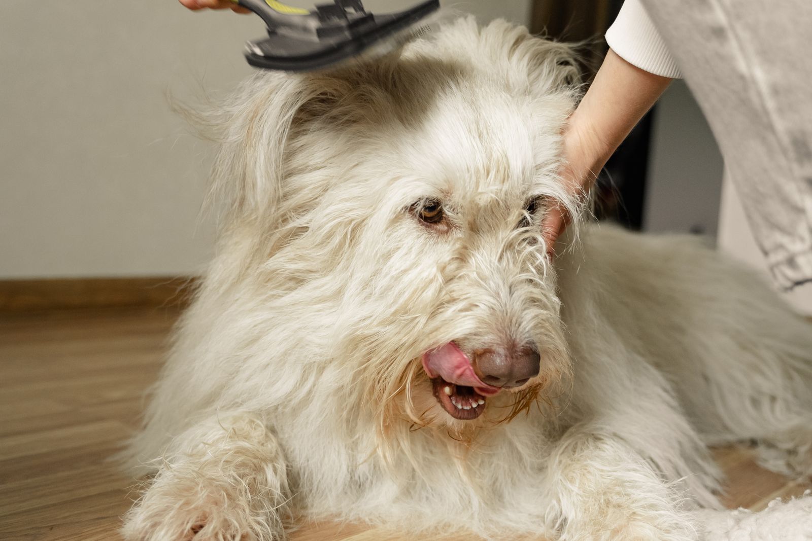 A soft, de-shed and conditioned white coat