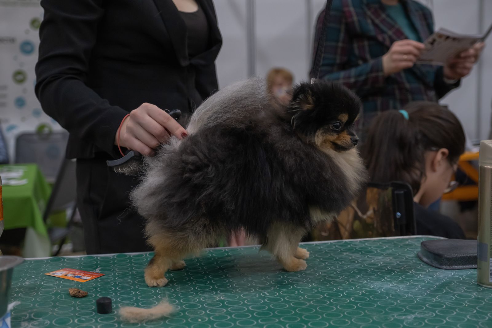 A small dog being groomed on a salon grooming table