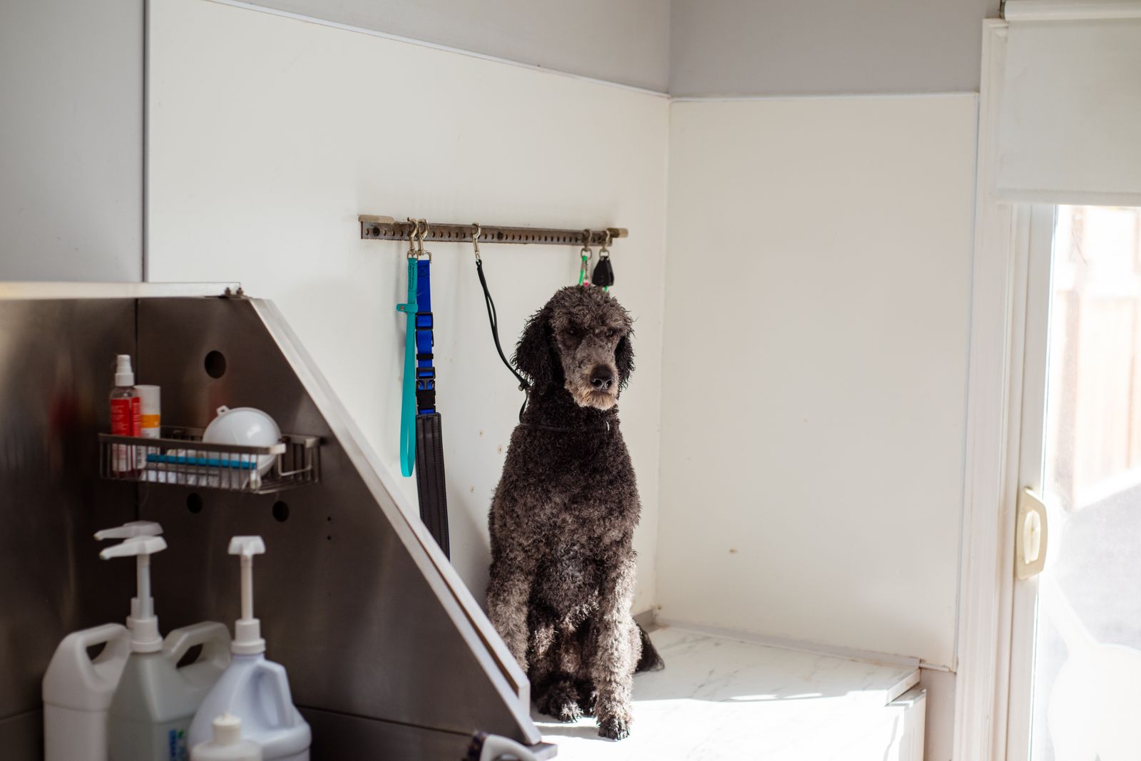 A poodle sitting on the grooming table ready for its finish