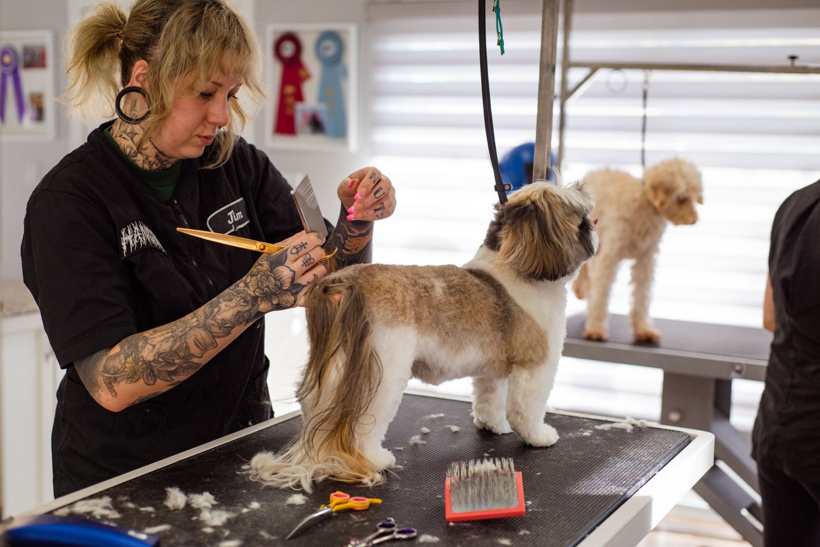 A groomer styling a small dog's face and topknot