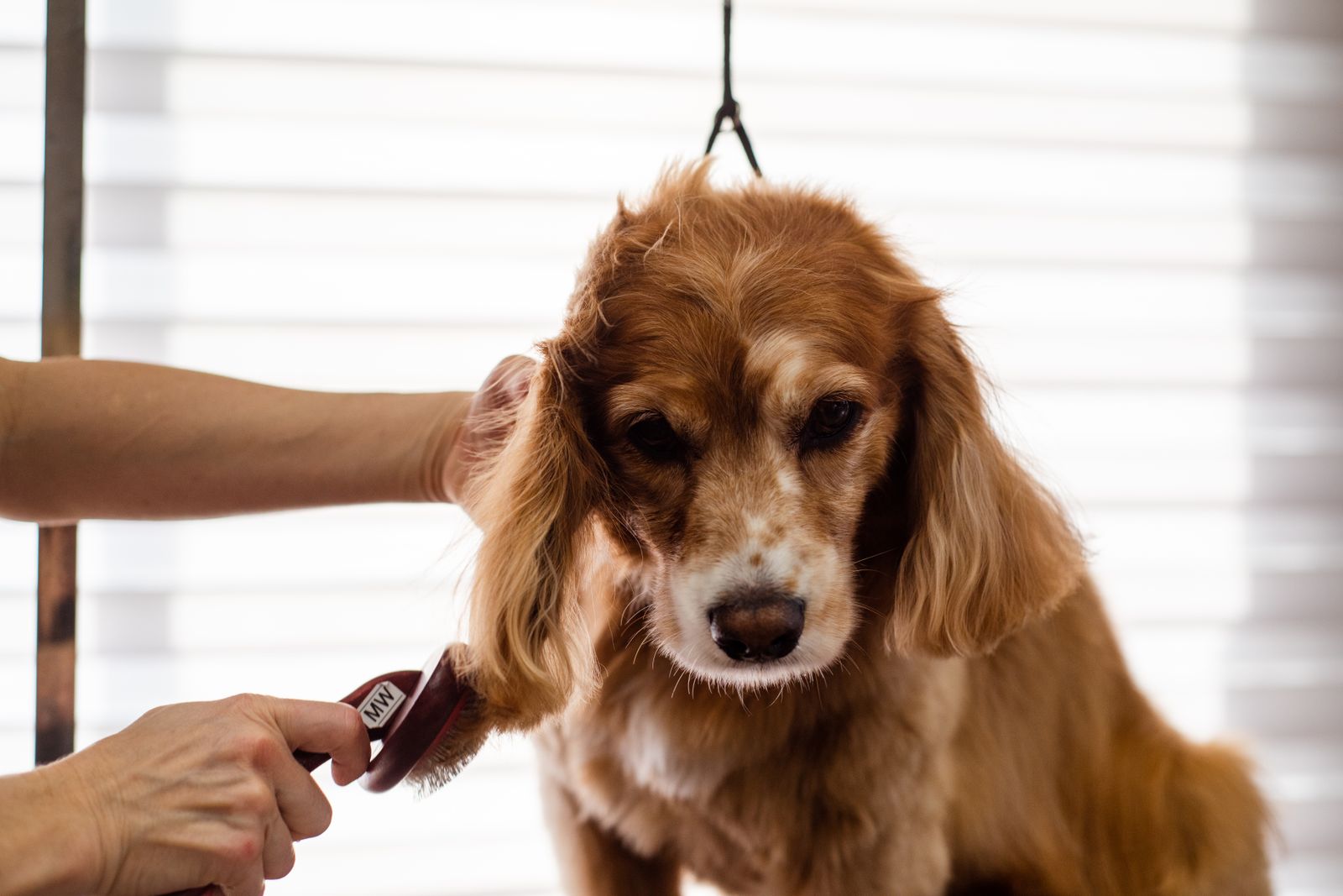 A spaniel having its coat hand-scissored by a groomer
