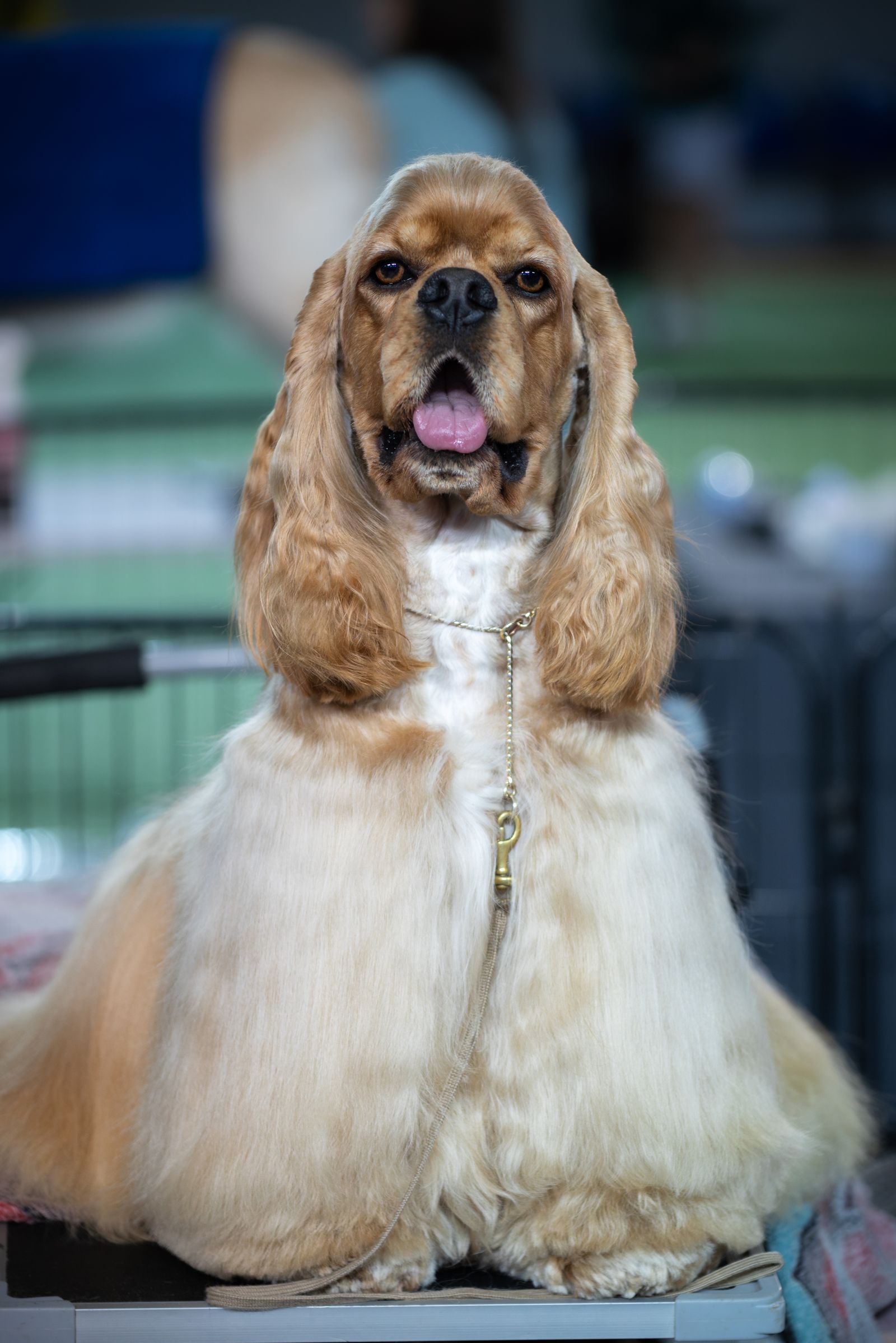 A beautifully groomed spaniel with a glossy coat