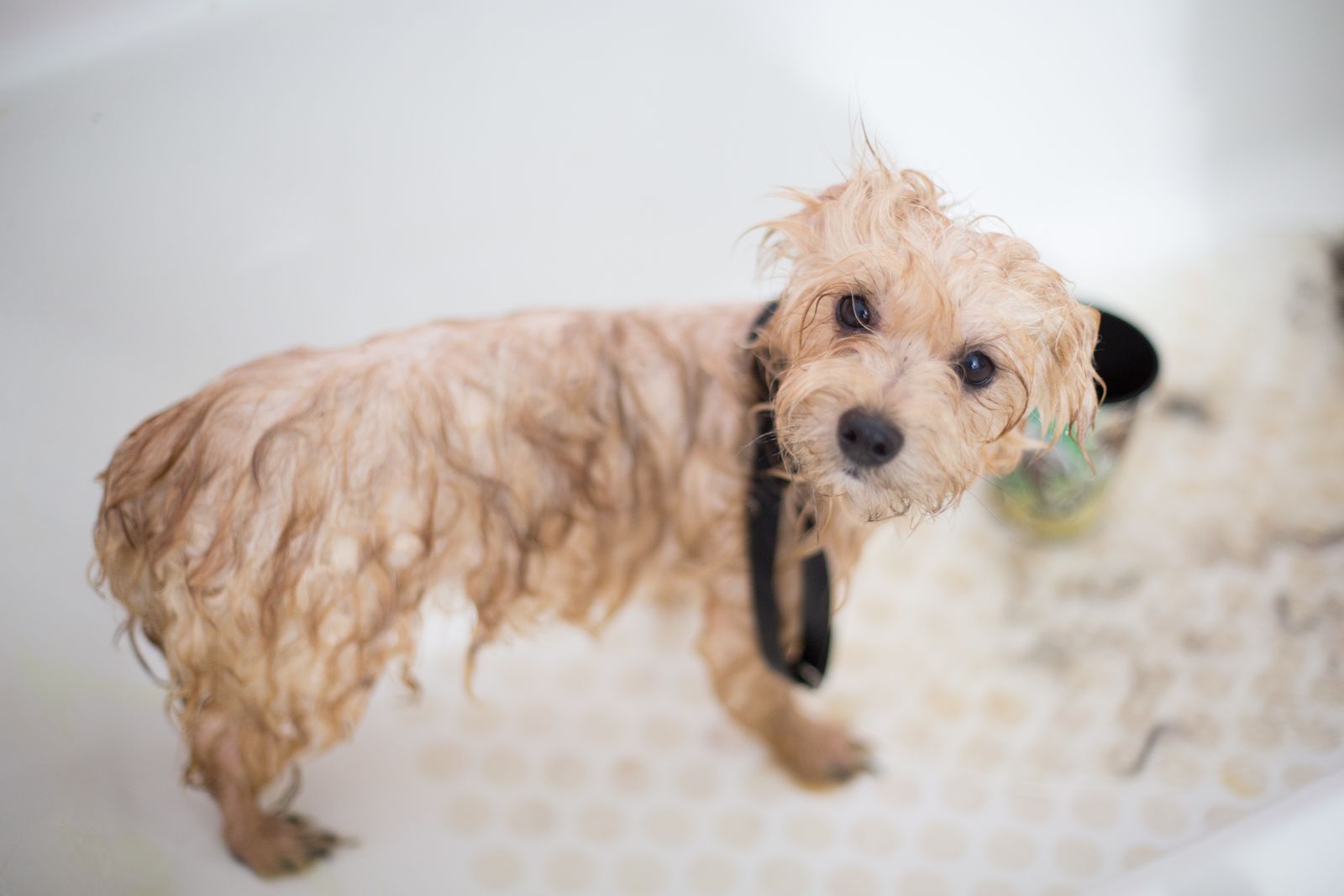 Puppy enjoying its first warm bath