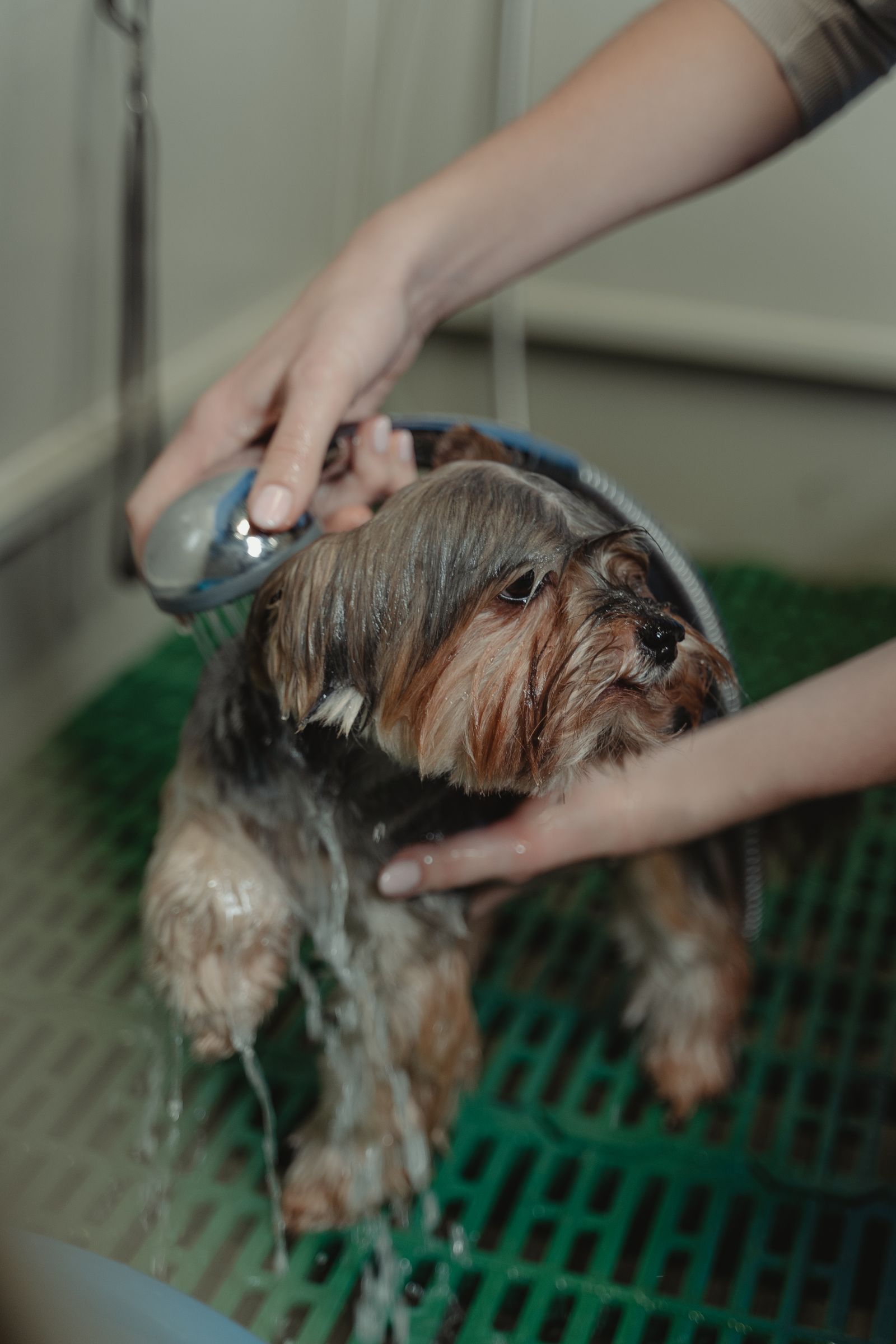 Terrier being bathed and cleaned