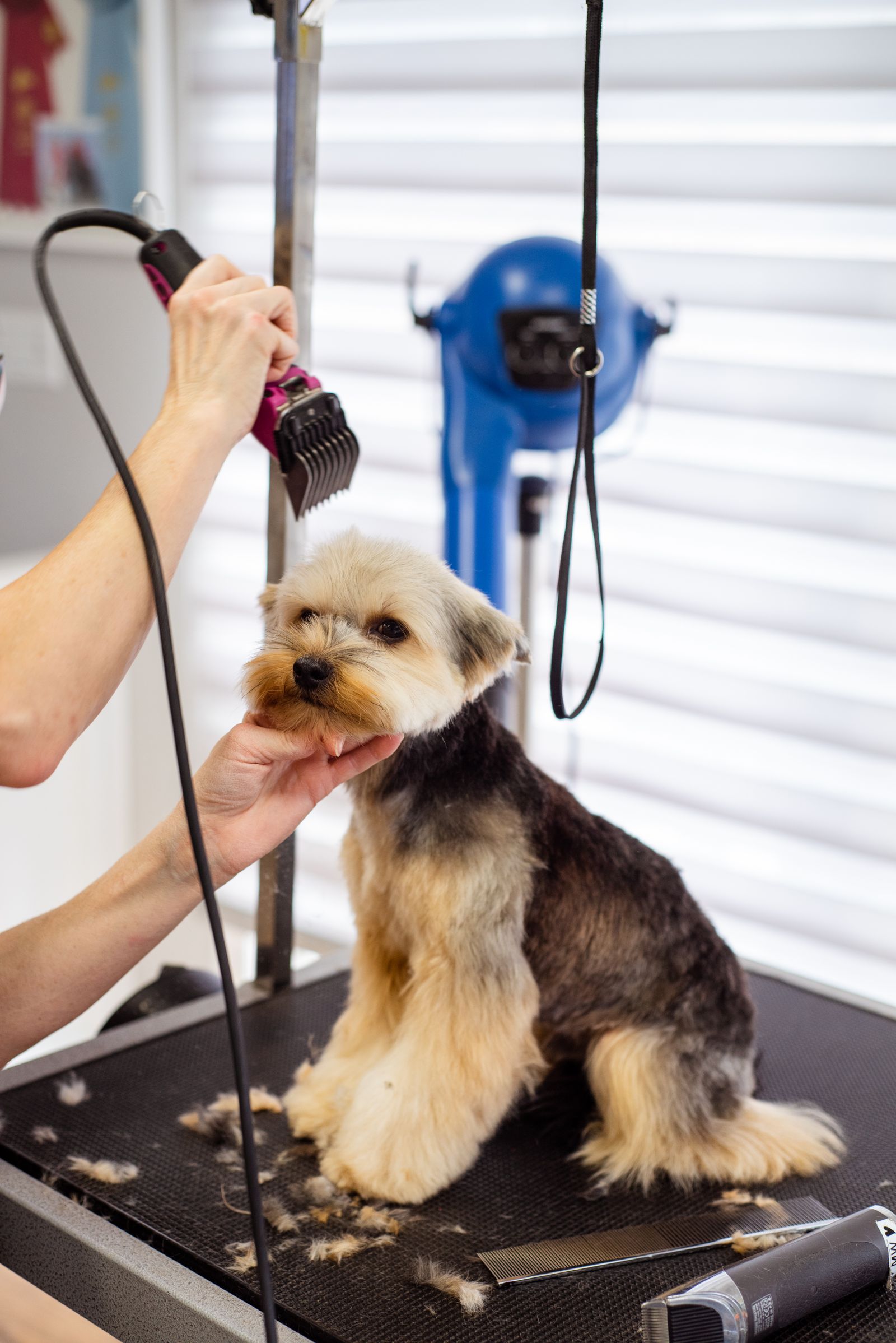 Small dog styled to suit its breed at the salon