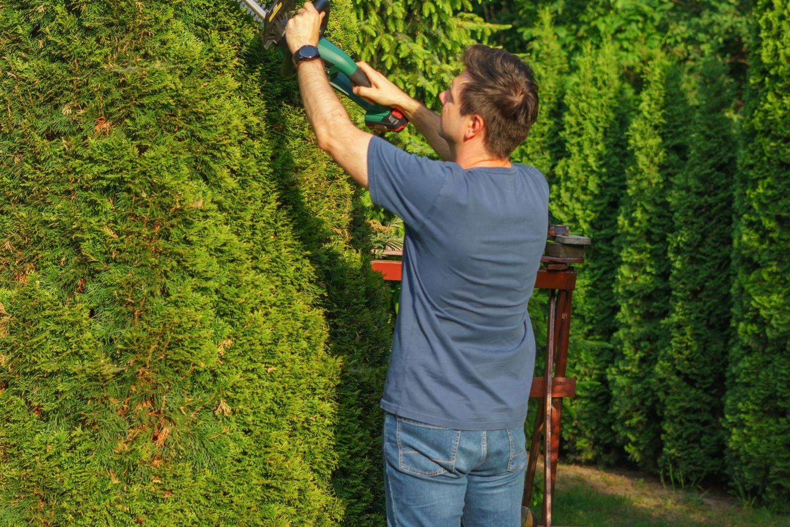 Gardener trimming a tall hedge with an electric trimmer