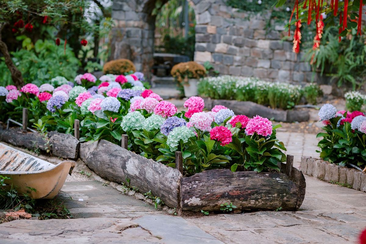 Hydrangea border alongside a stone garden pathway
