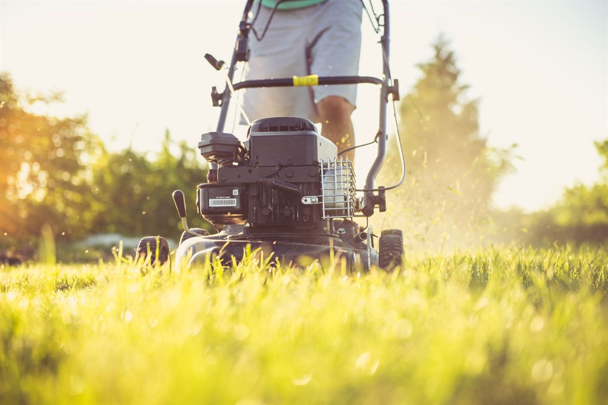 Close-up of a push mower cutting a sunlit lawn