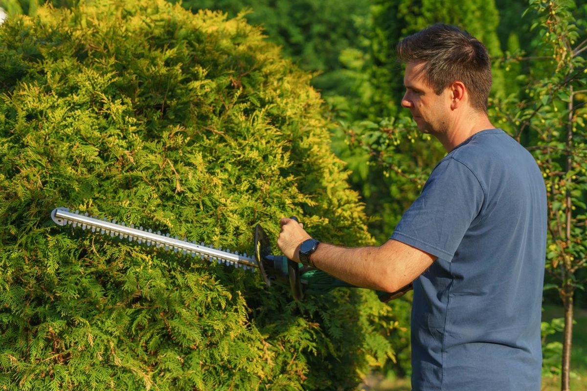 Gardener shaping a garden hedge with an electric trimmer
