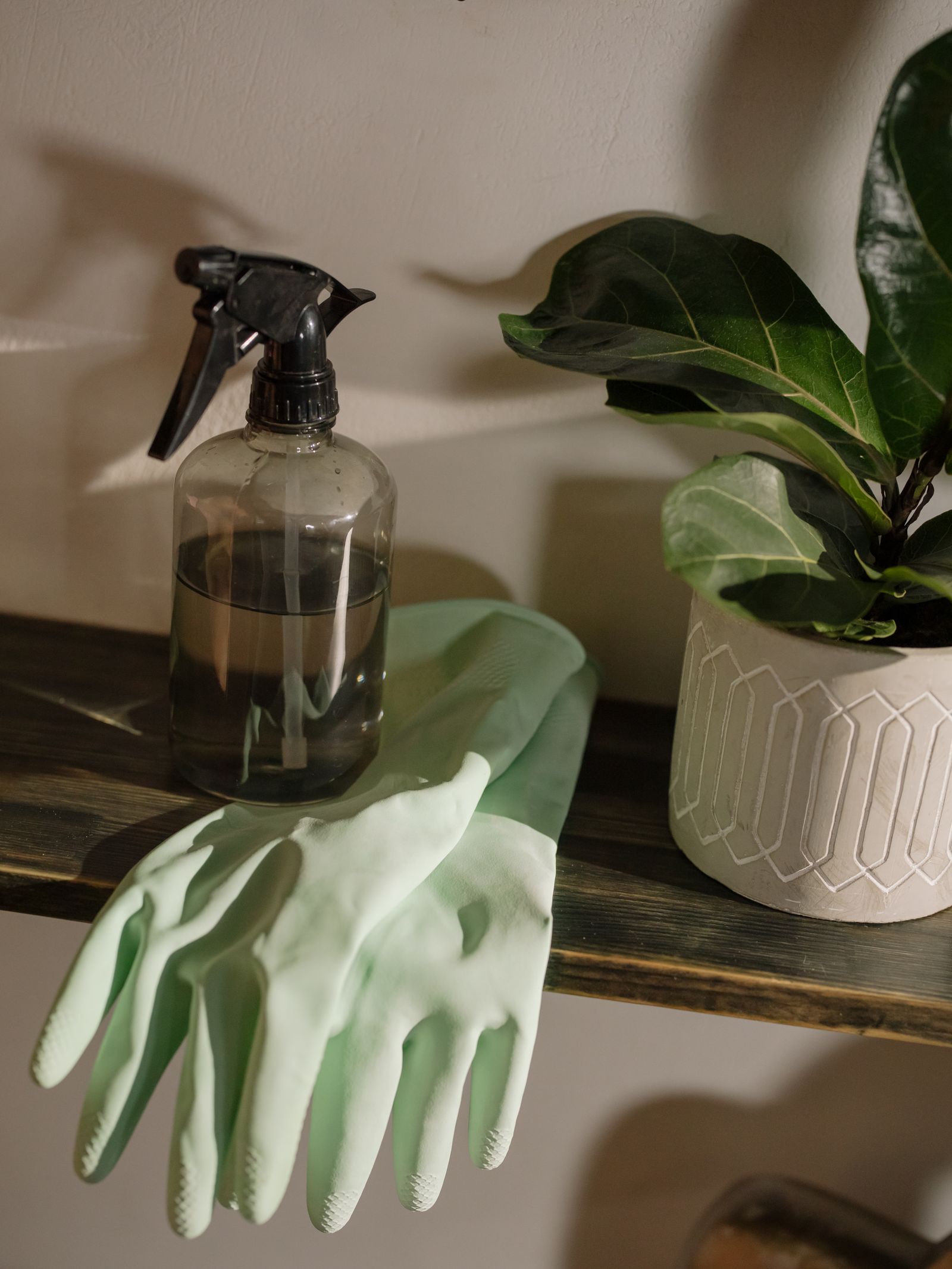 Cleaning spray and gloves on a shelf beside a house plant