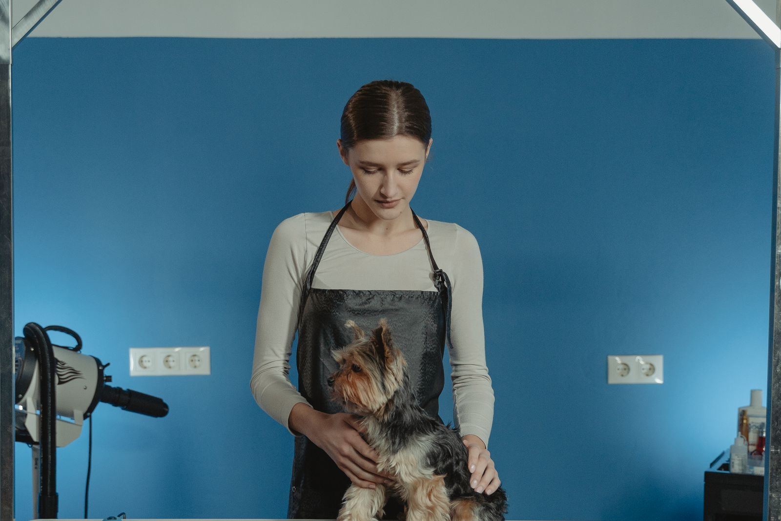 Groomer working calmly with a small dog in the studio