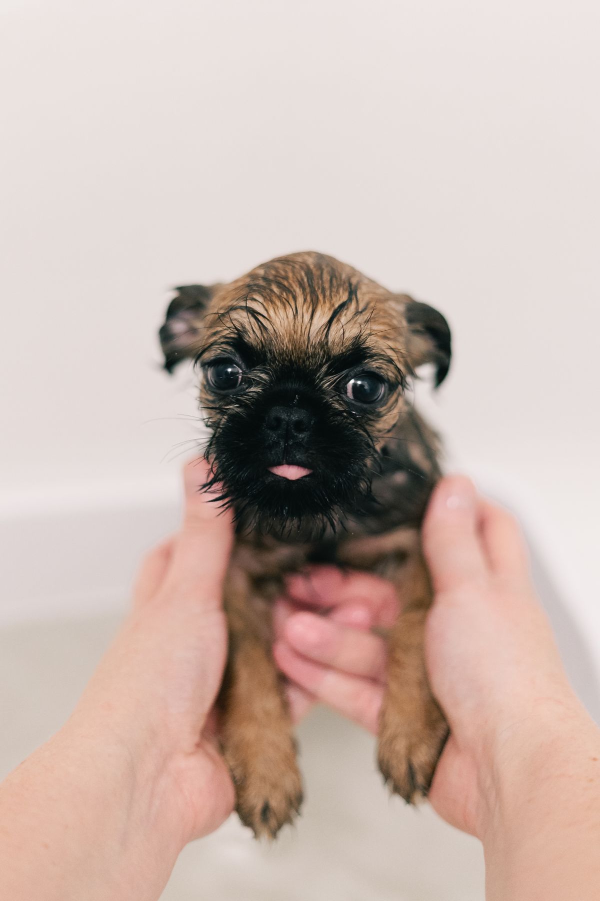 Small dog held gently during a bath