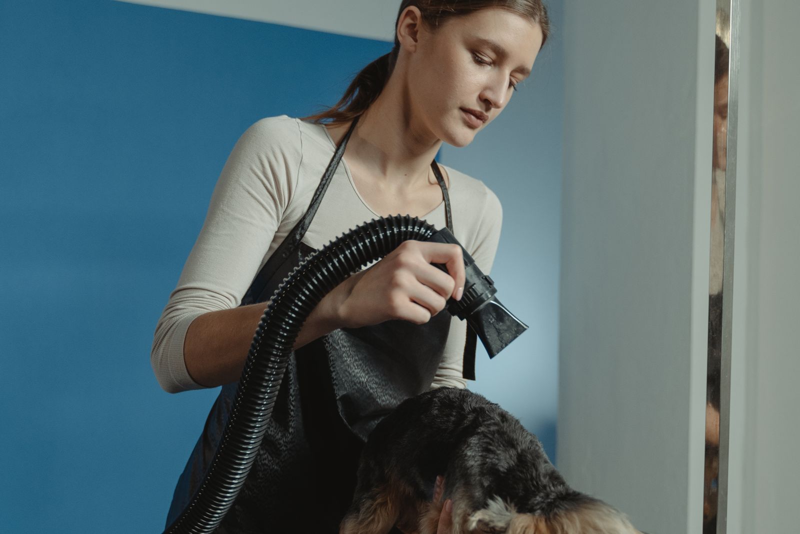 Groomer gently blow-drying a small dog