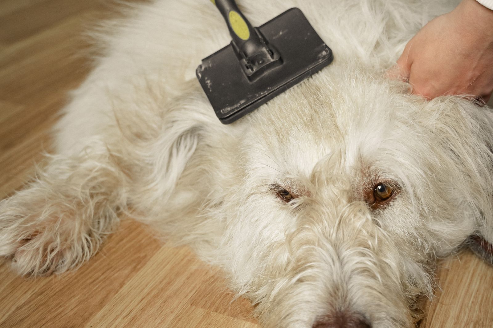 Fluffy white dog being brushed out