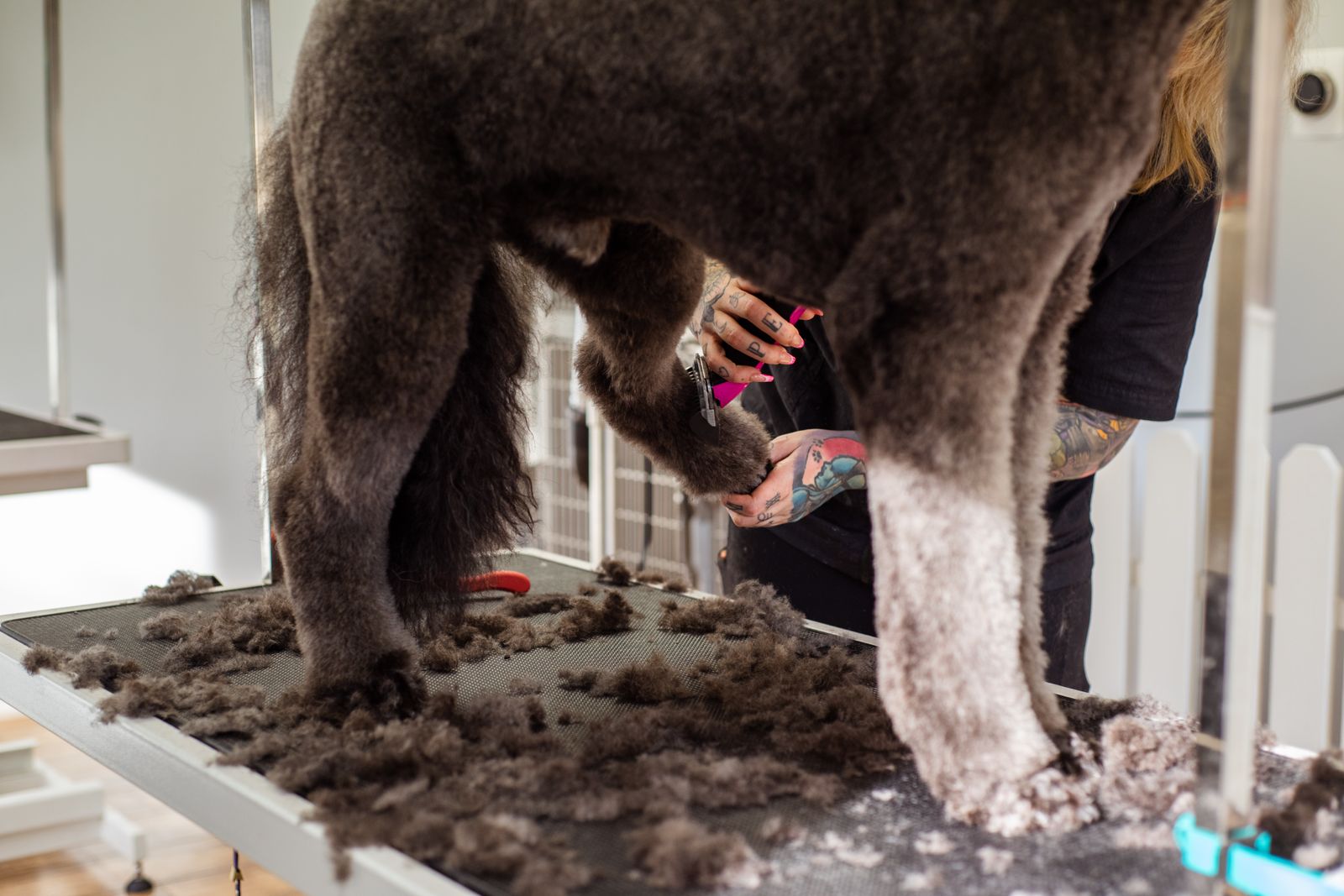Dog being brushed during a full groom
