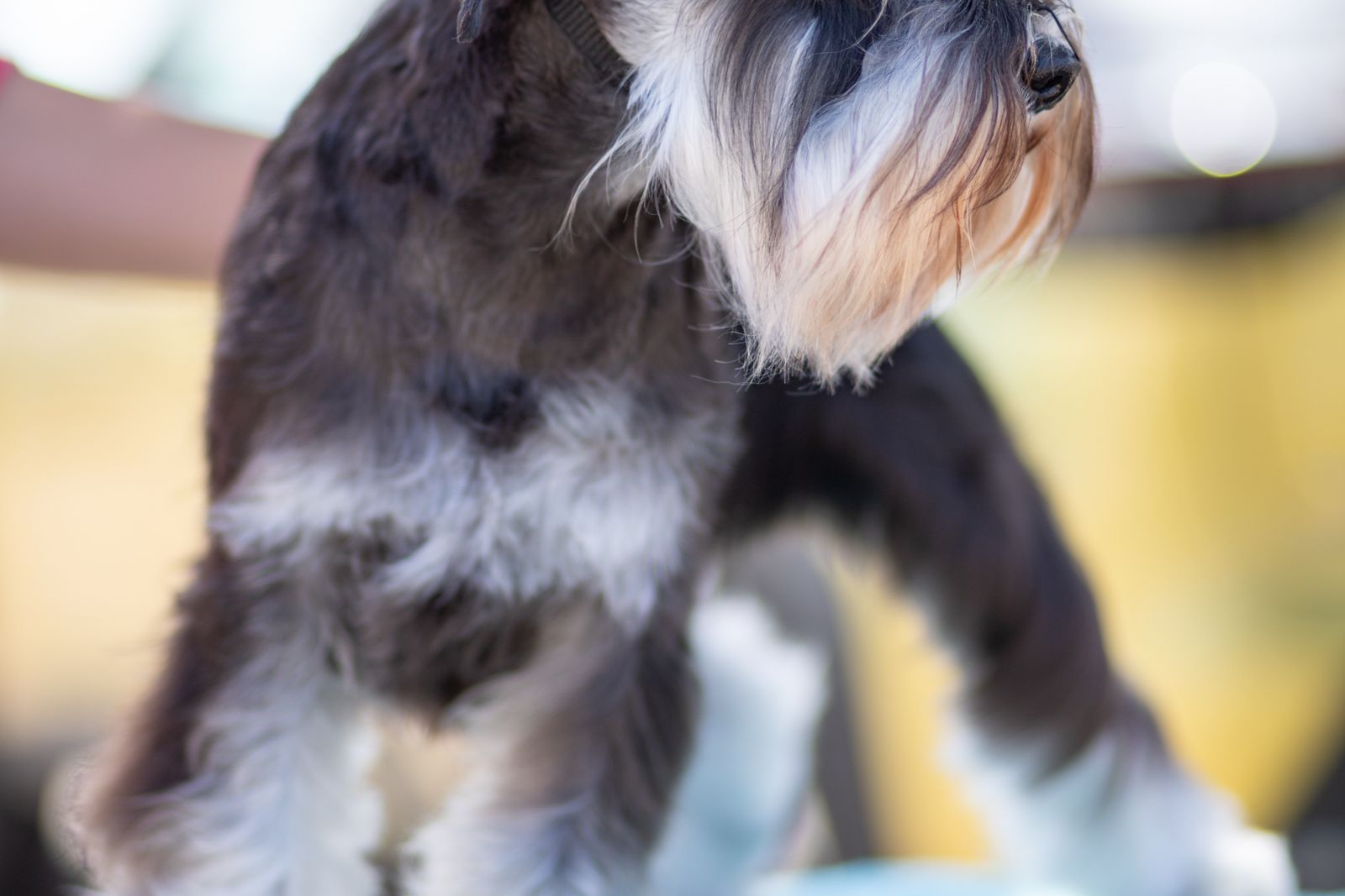 Neatly groomed miniature schnauzer