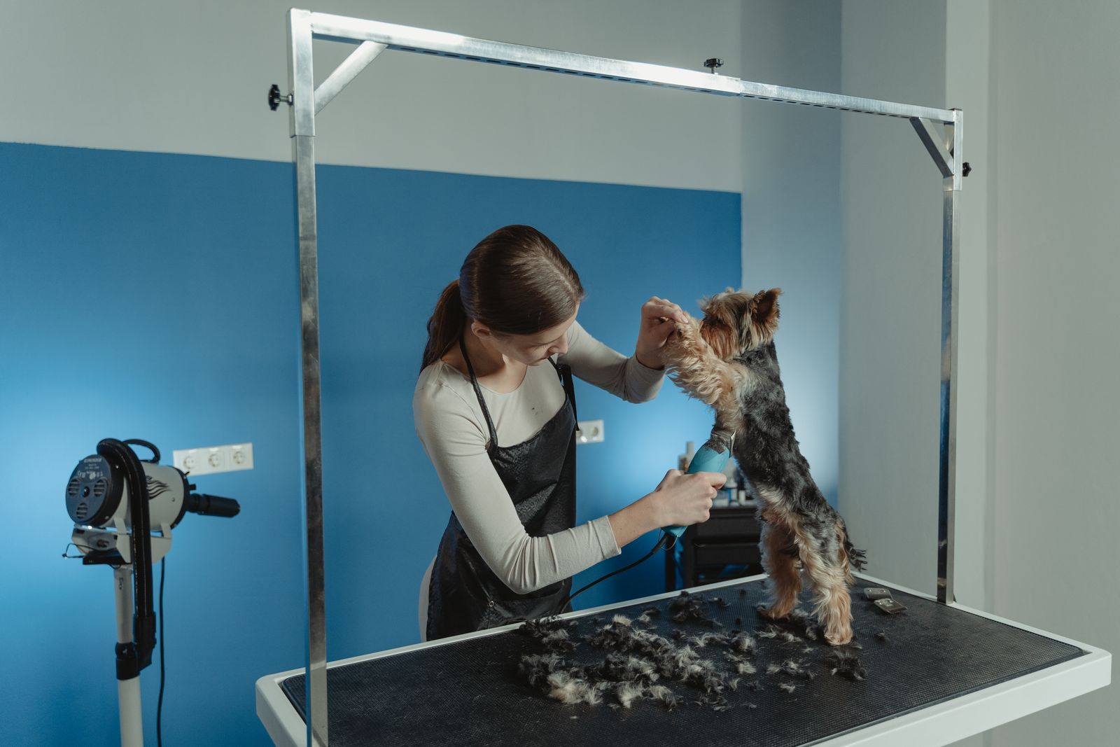 Groomer carefully trimming a small dog's coat