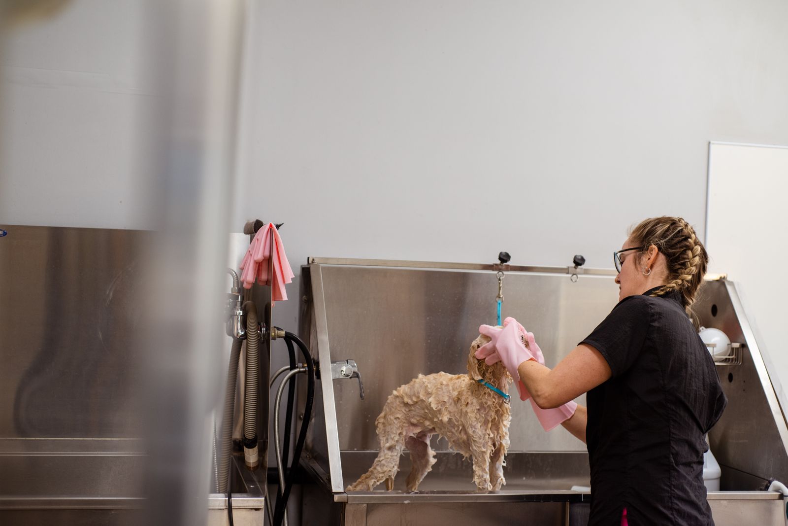 Groomer gently bathing a small dog in the studio