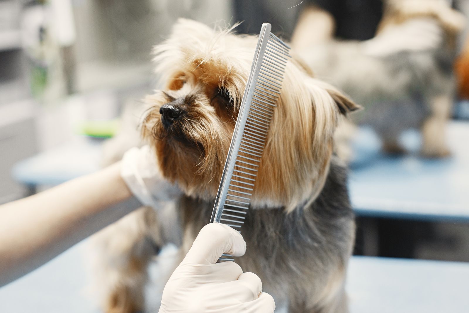Gentle hands combing a small dog during grooming