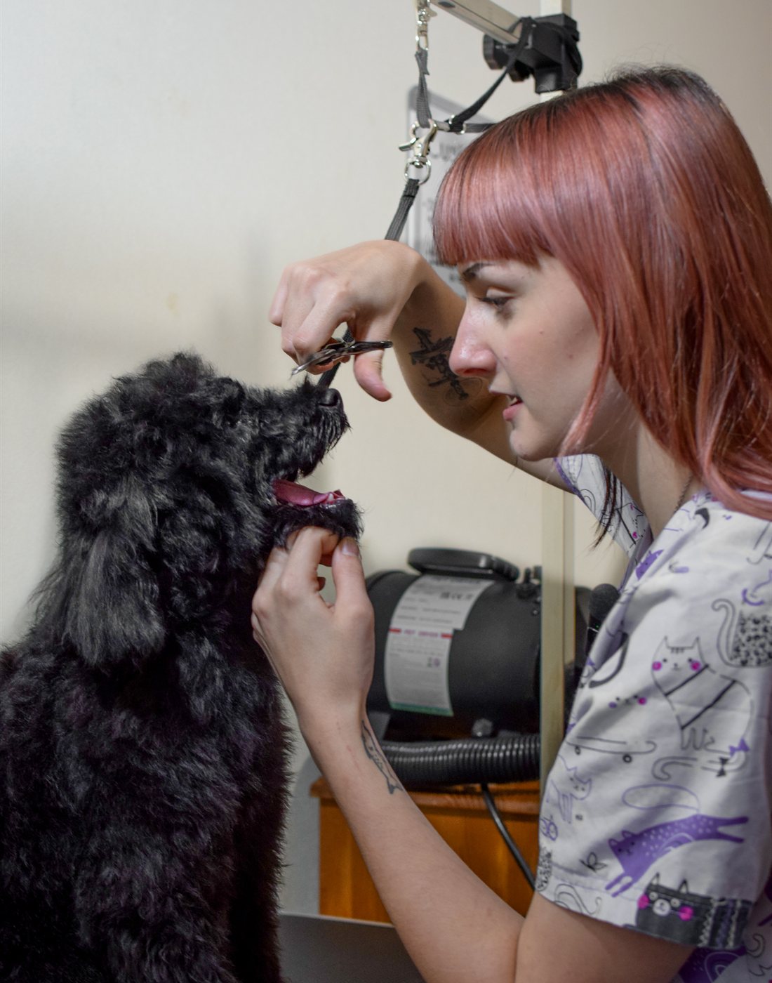 Poppy scissoring carefully around a black poodle's face in the salon