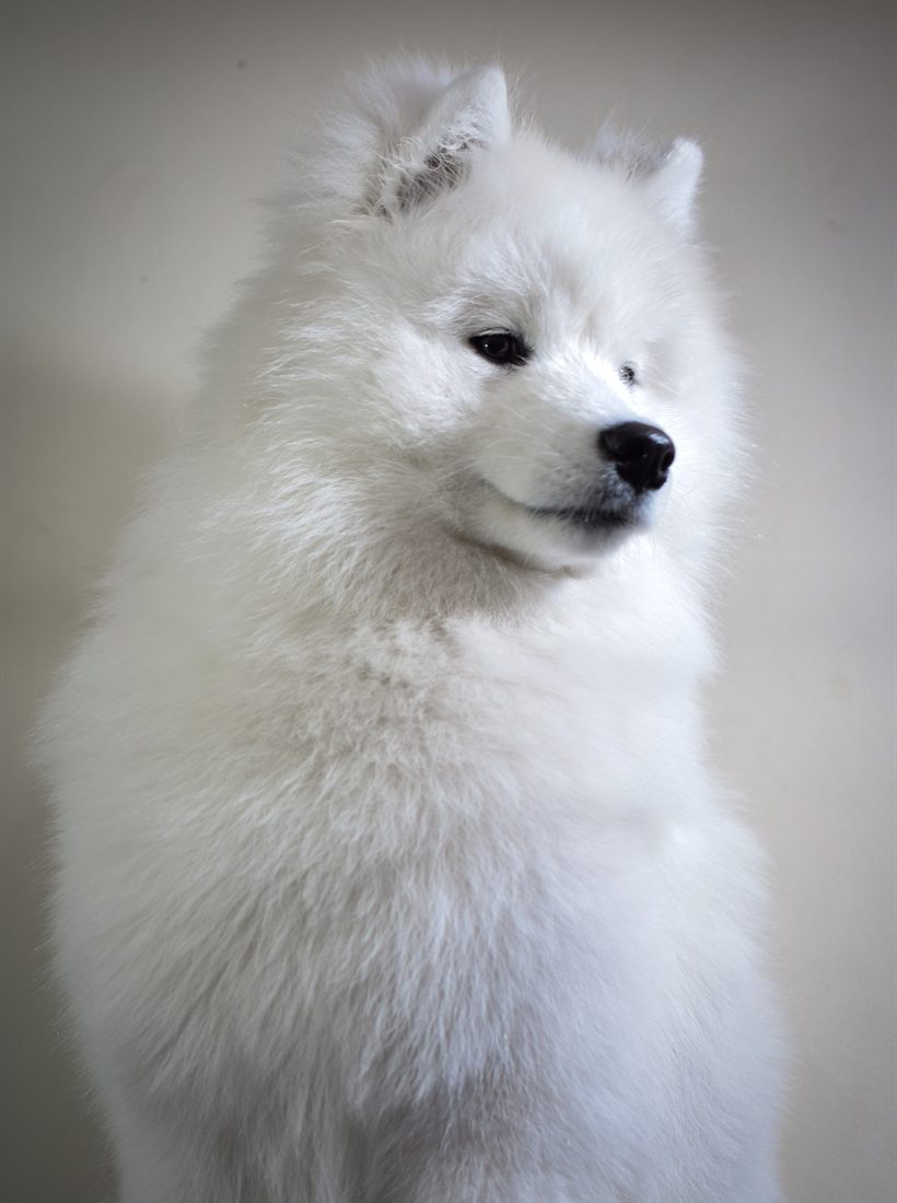 A white fluffy dog after a full groom
