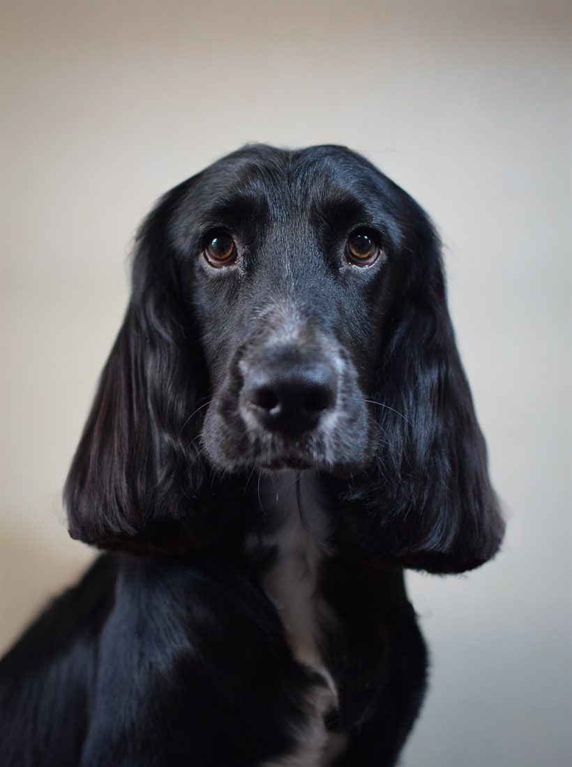 A black cocker spaniel after a groom
