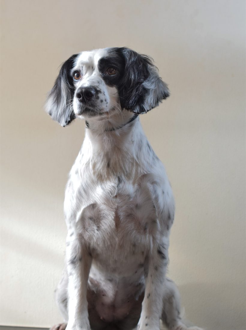 A black and white setter sitting on the grooming table