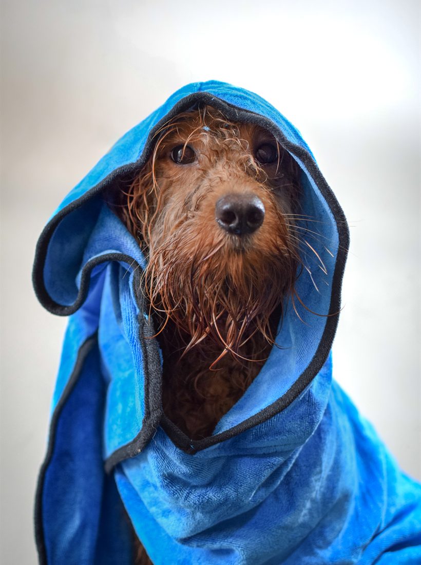 A dog wrapped in a blue drying towel after a bath