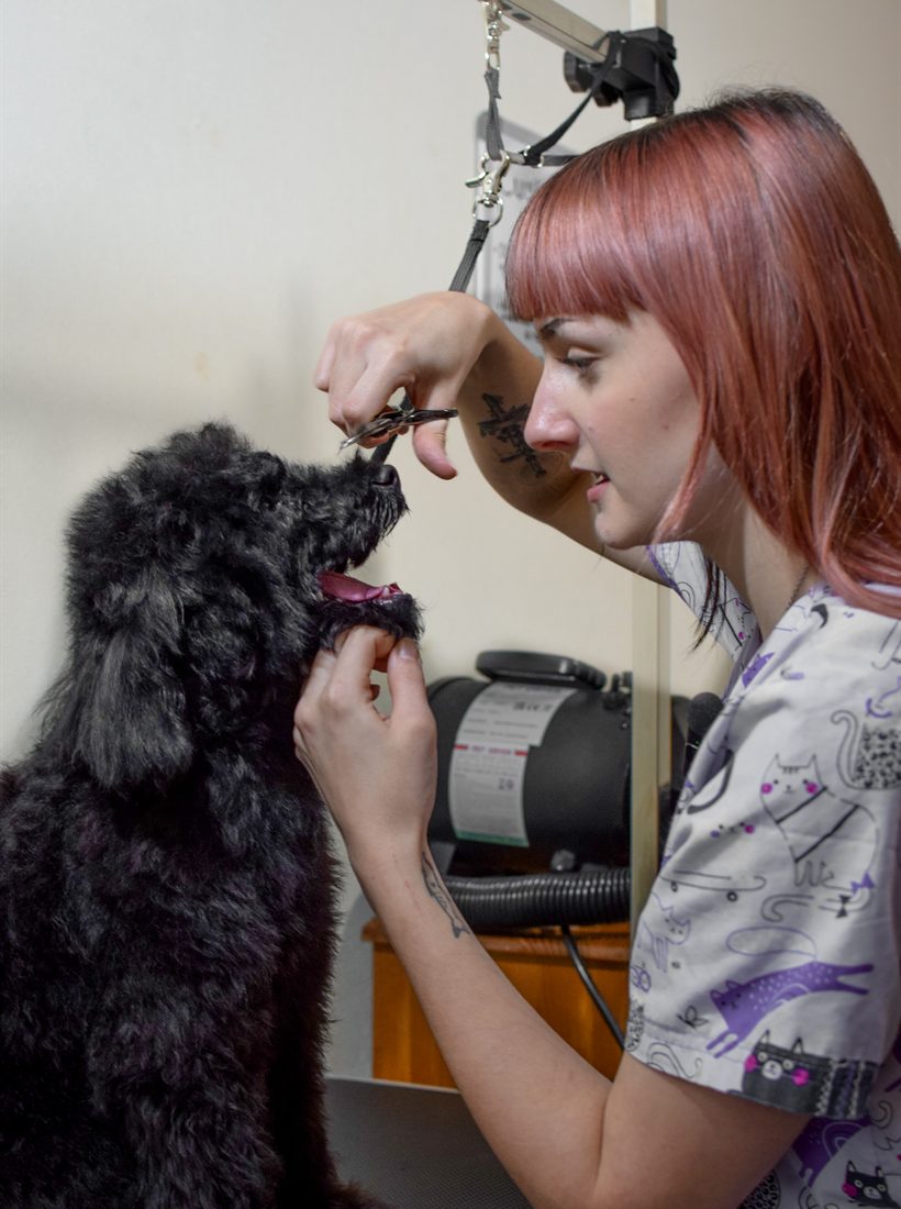 Poppy scissoring carefully around a black poodle's face