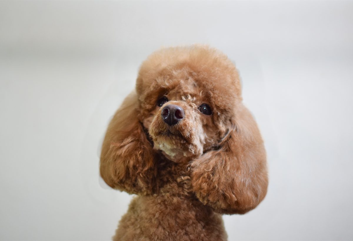 An apricot toy poodle with a rounded head groom