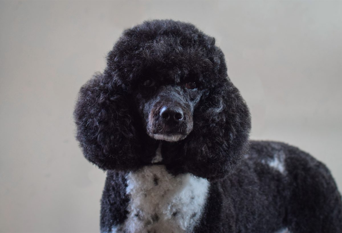 A black standard poodle after a full groom