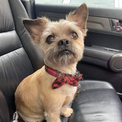 A small terrier after his first professional groom
