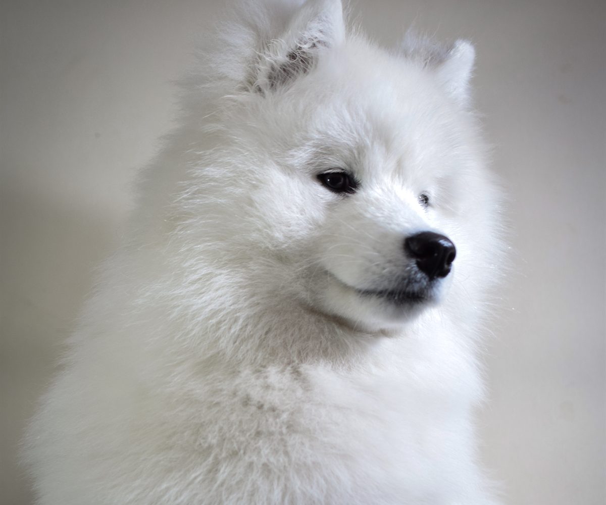 A white fluffy dog with a clean, well-maintained coat after grooming