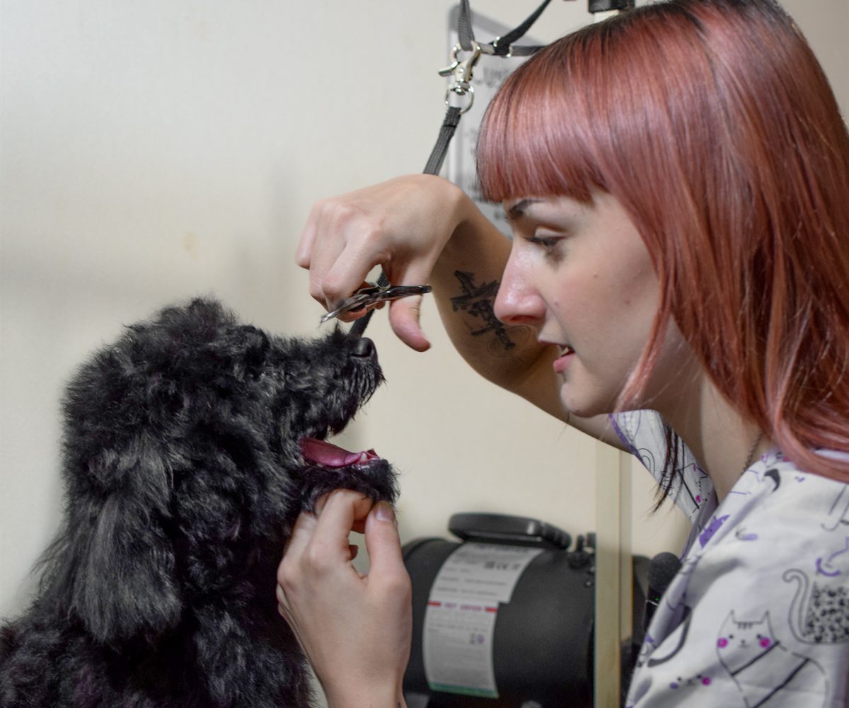Poppy carefully scissoring around a black poodle's face in the Trusty Paws salon