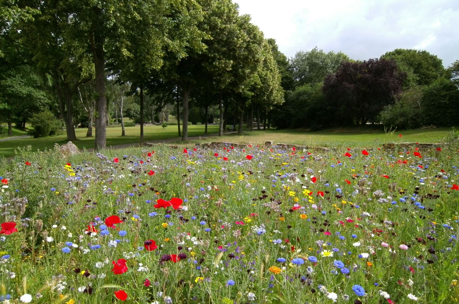 Colourful summer wildflower border beside a lawn