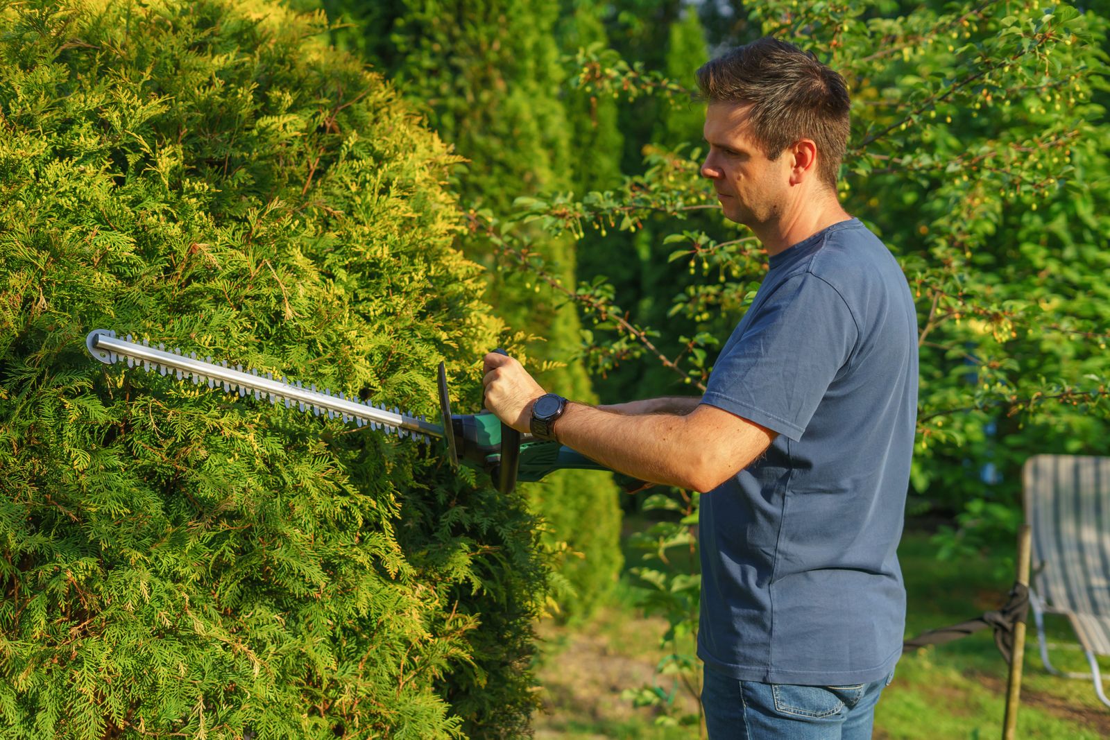 A gardener neatly trimming a tall conifer hedge with a powered trimmer