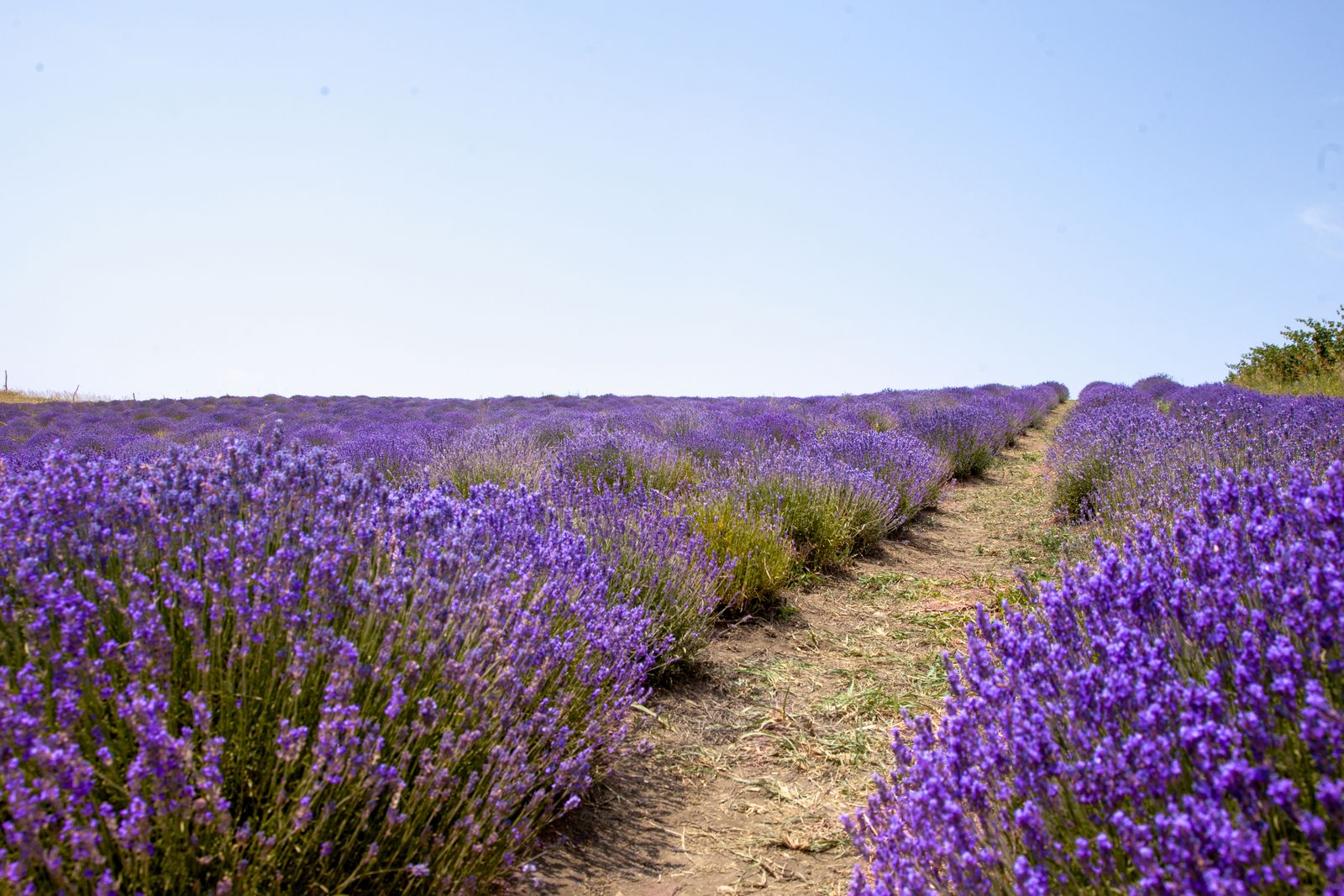 Rows of flowering lavender along a garden path