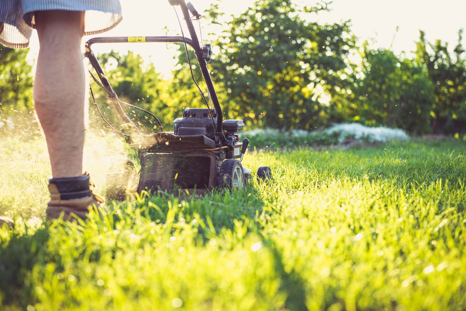 Gardener mowing a lawn in summer sunshine