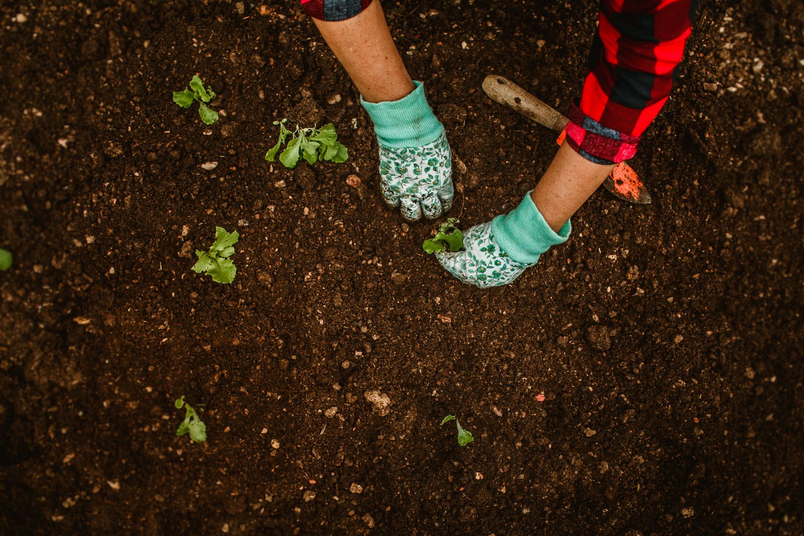 Gloved hands planting seedlings into a prepared border