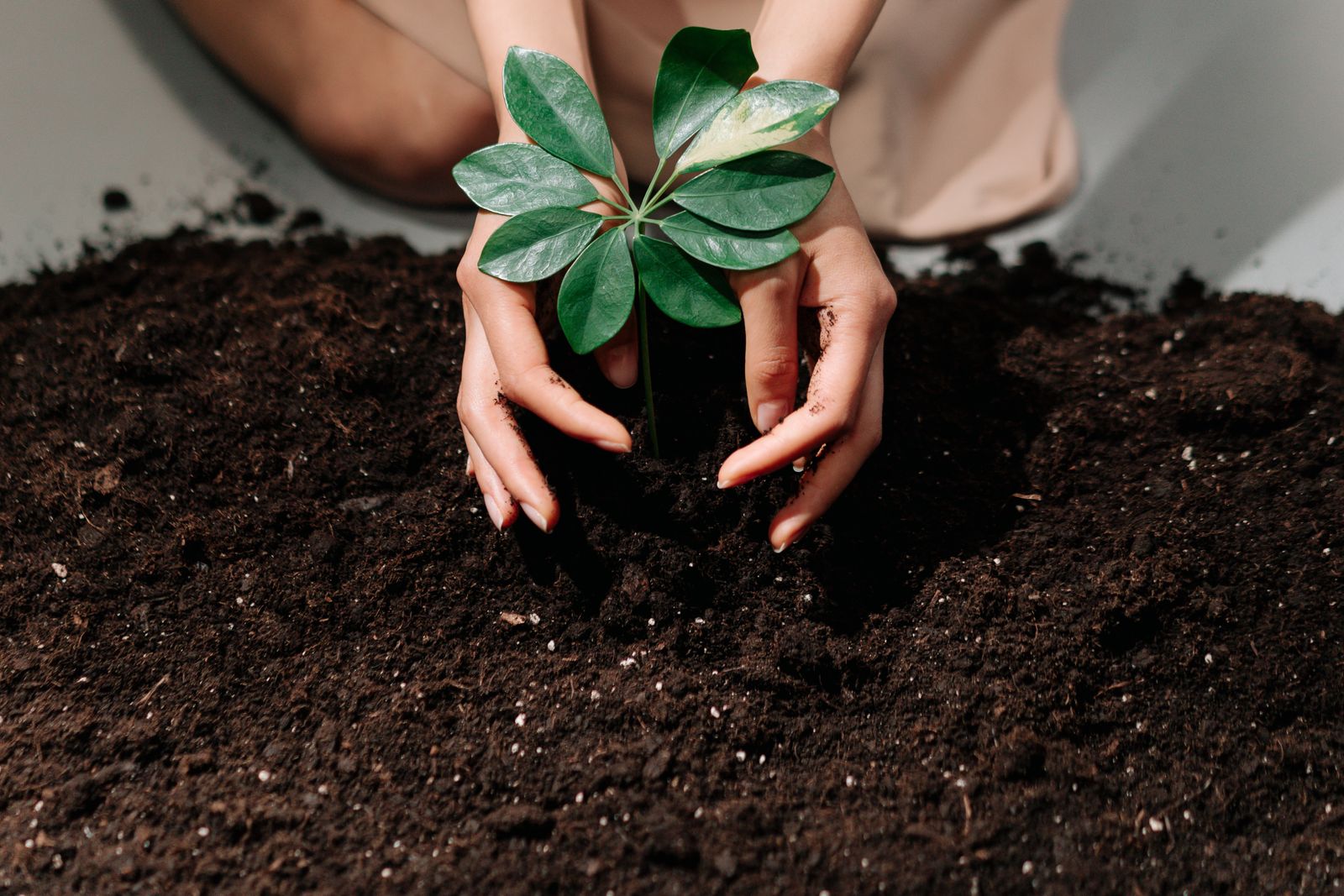 Planting a new shrub into freshly turned soil