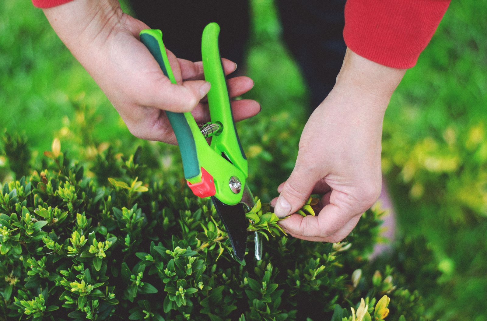 Pruning a box shrub with secateurs
