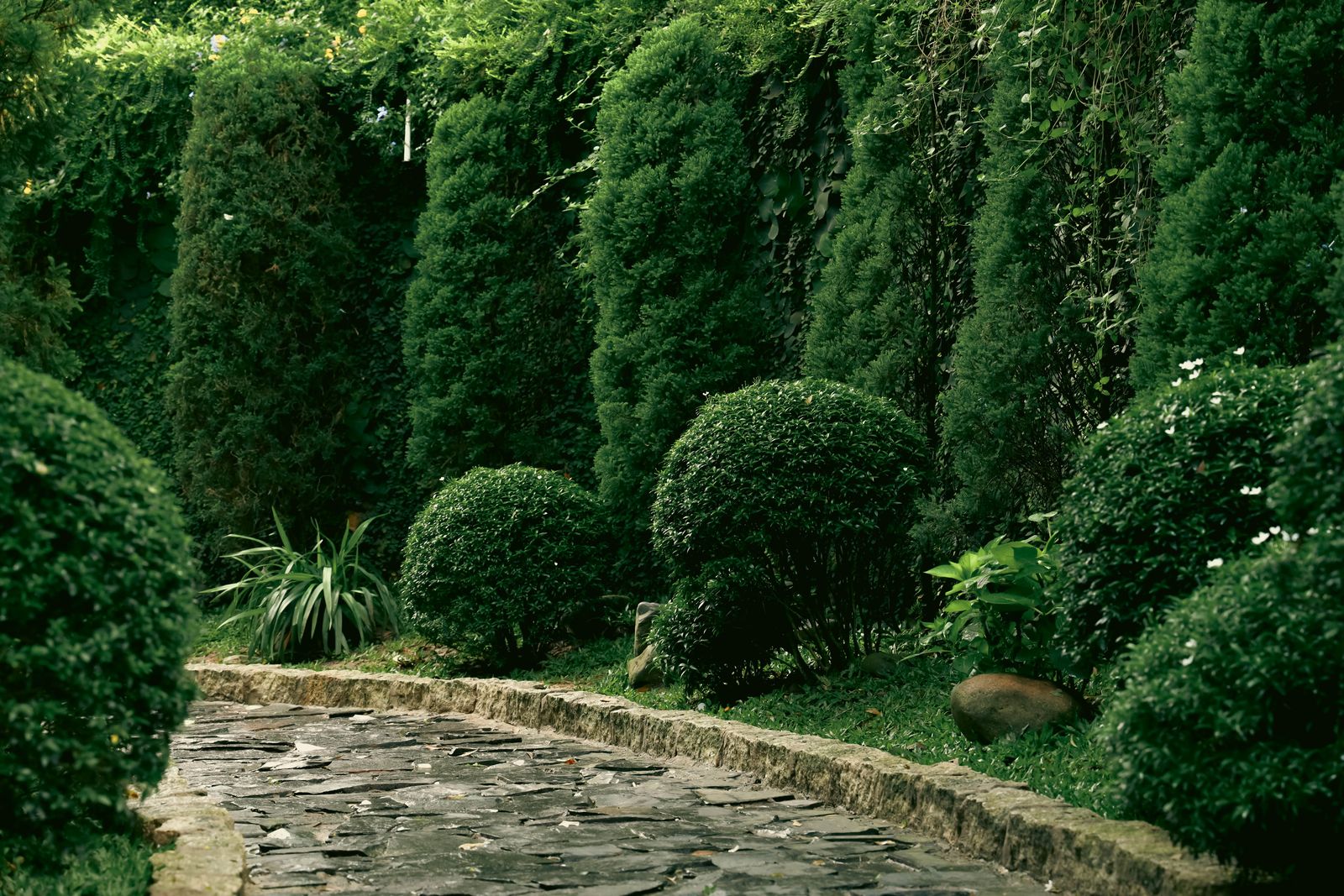 Clipped topiary and shrubs lining a garden path