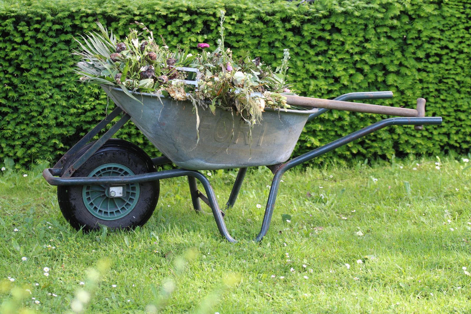 Wheelbarrow of garden waste beside a trimmed hedge