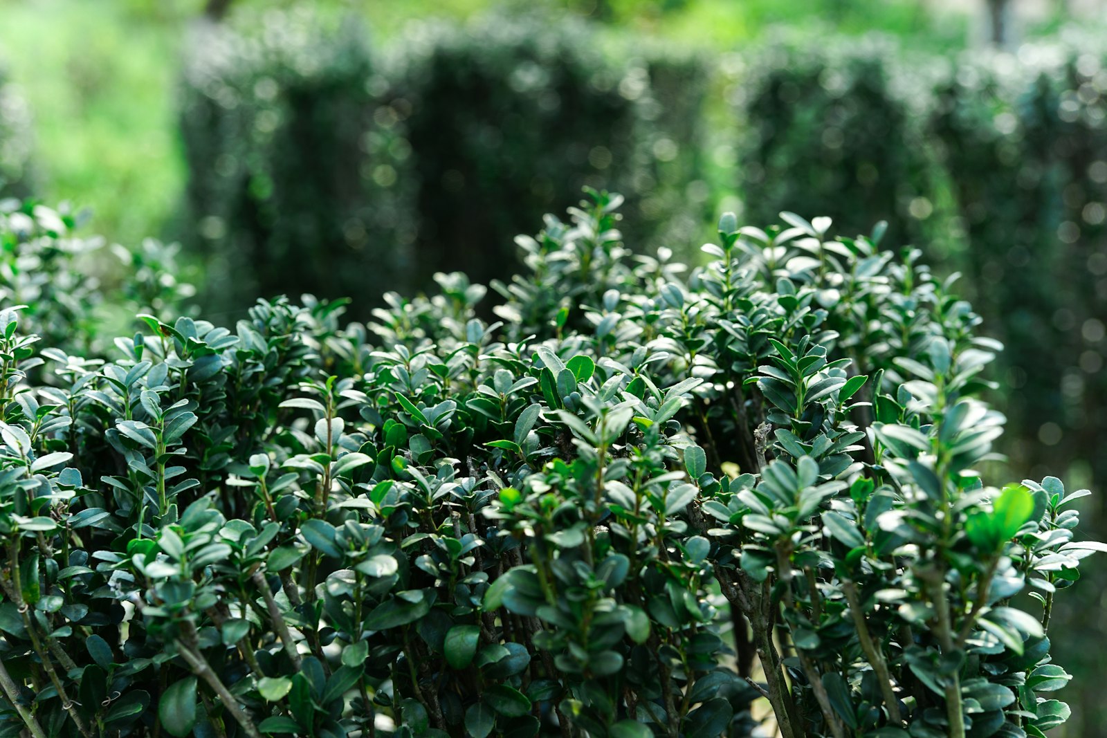 Clipped box and low hedging kept crisp