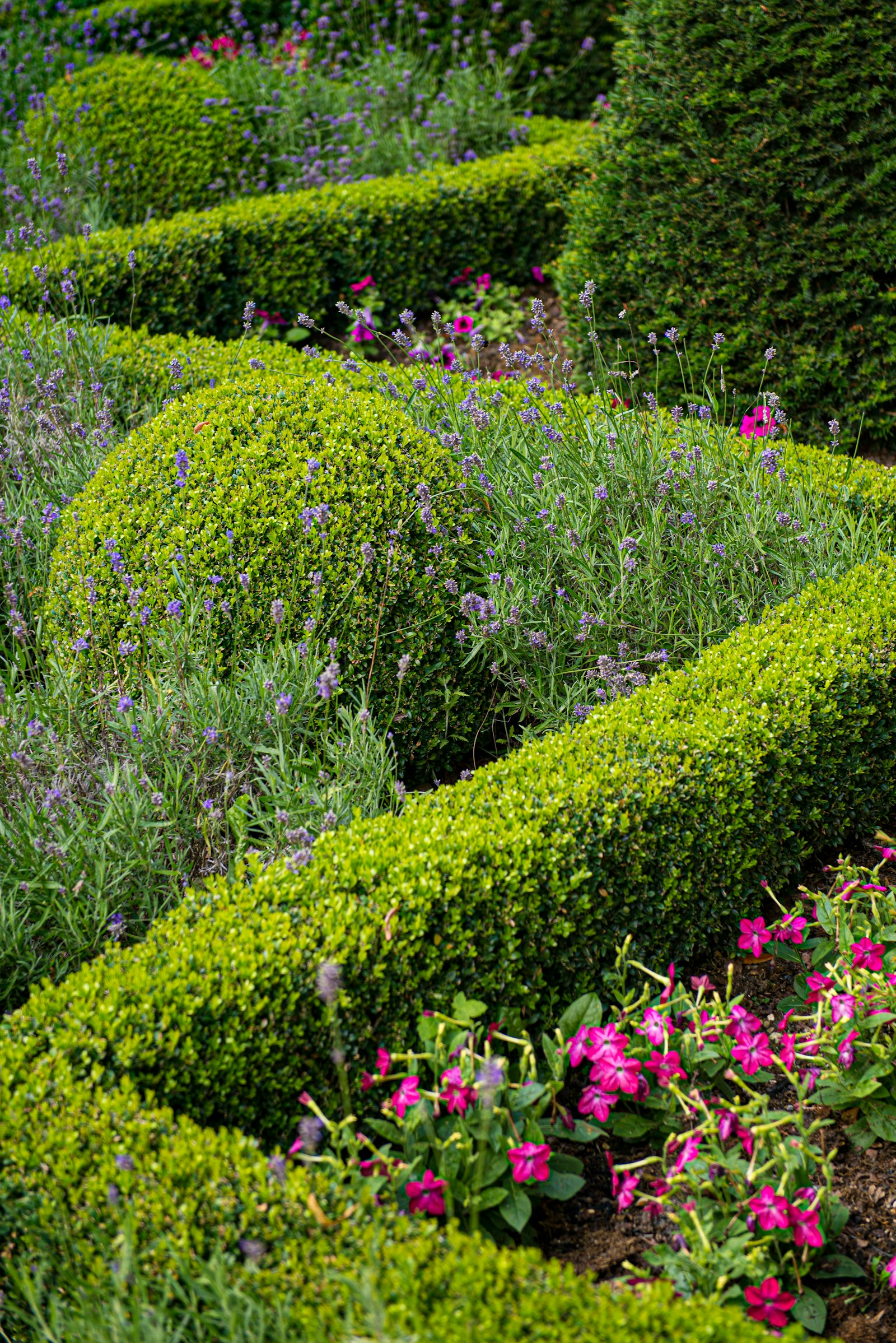 Planted and weeded garden borders in full colour